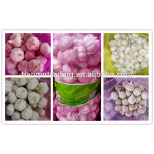 Jinxiang Cold Storage Garlic Price nueva cosecha